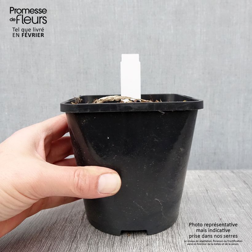 Hosta ou Funkia Fireworks Pot de 1,5L/2L sample as delivered in winter