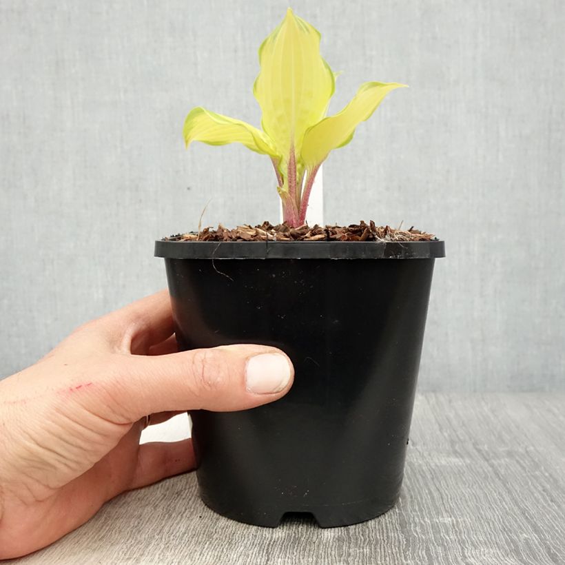 Hosta Paradise Island - Pot de 1,5L/2L sample as delivered in spring