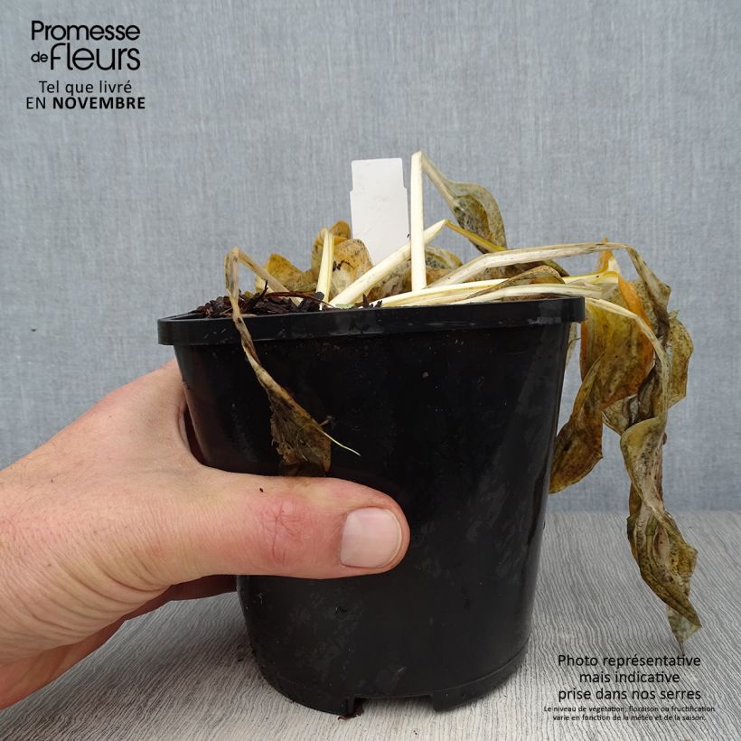 Hosta Paul Revere Pot de 1,5L/2L sample as delivered in autumn