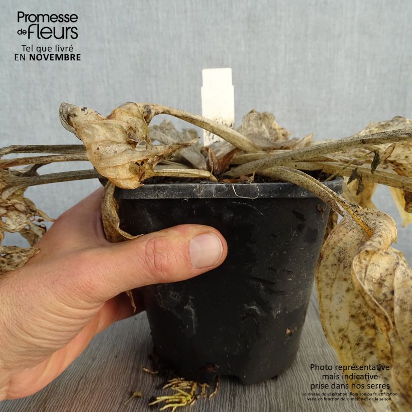 Hosta Pocketfull of Sunshine Pot de 1,5L/2L sample as delivered in autumn