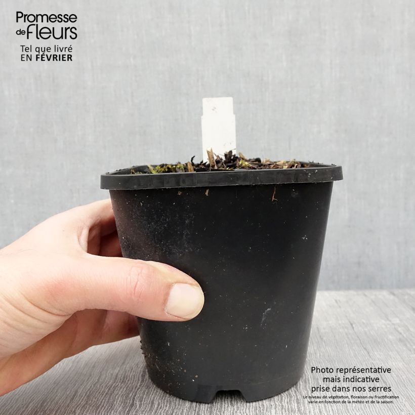 Hosta Raspberry Sundae Pot de 1,5L/2L sample as delivered in winter