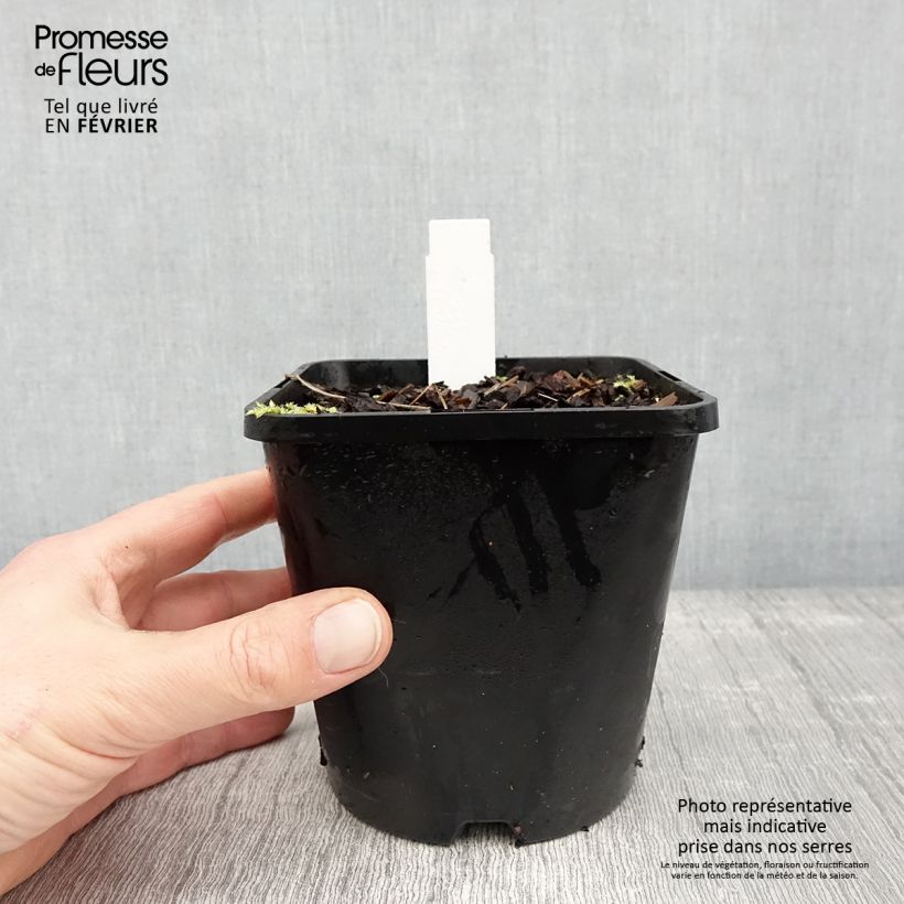 Hosta Remember Me Pot de 1.5L/2L sample as delivered in winter