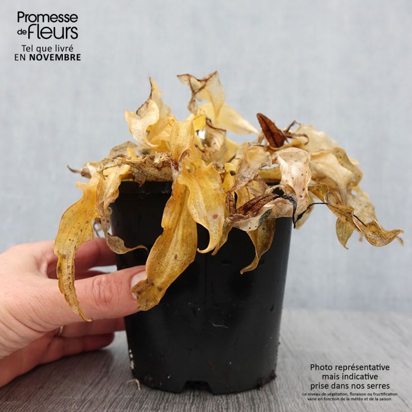 Hosta Ripple Effect Pot de 1,5L/2L sample as delivered in autumn