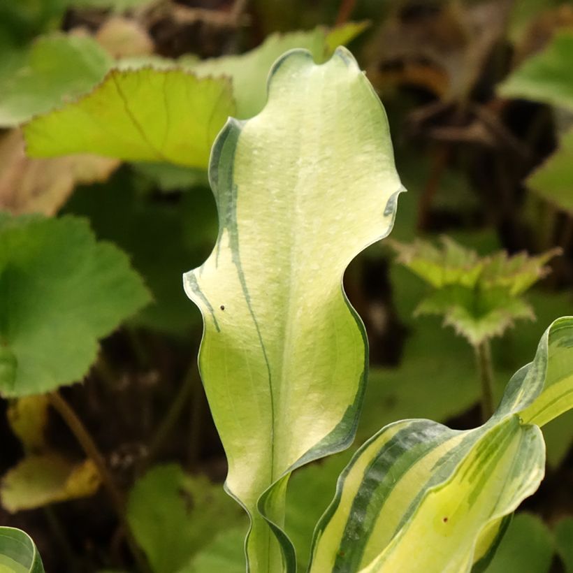 Hosta Ripple Effect (Foliage)