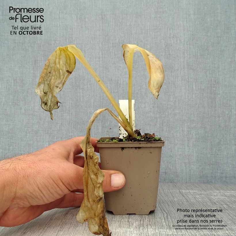 Hosta Royal Standard en godet de 9cm sample as delivered in autumn