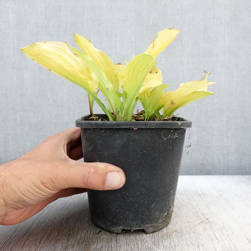 Hosta Ruffed Up Pot de 1,5L/2L sample as delivered in autumn