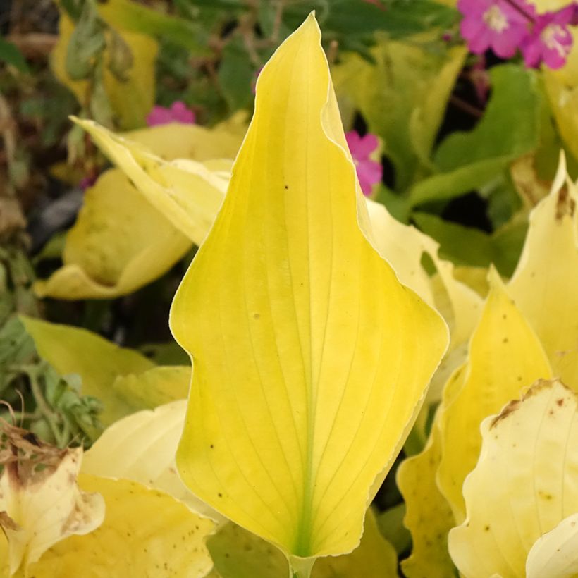 Hosta Ruffed Up (Foliage)