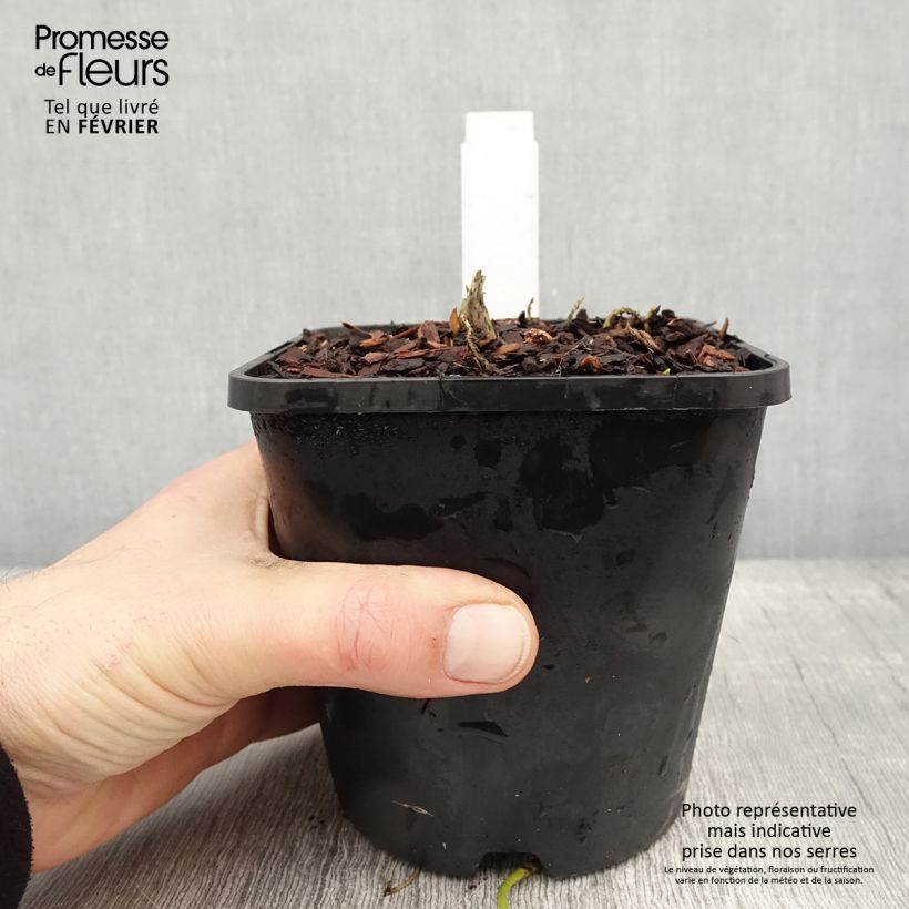 Hosta Sagae Pot de 1.5L/2L sample as delivered in winter