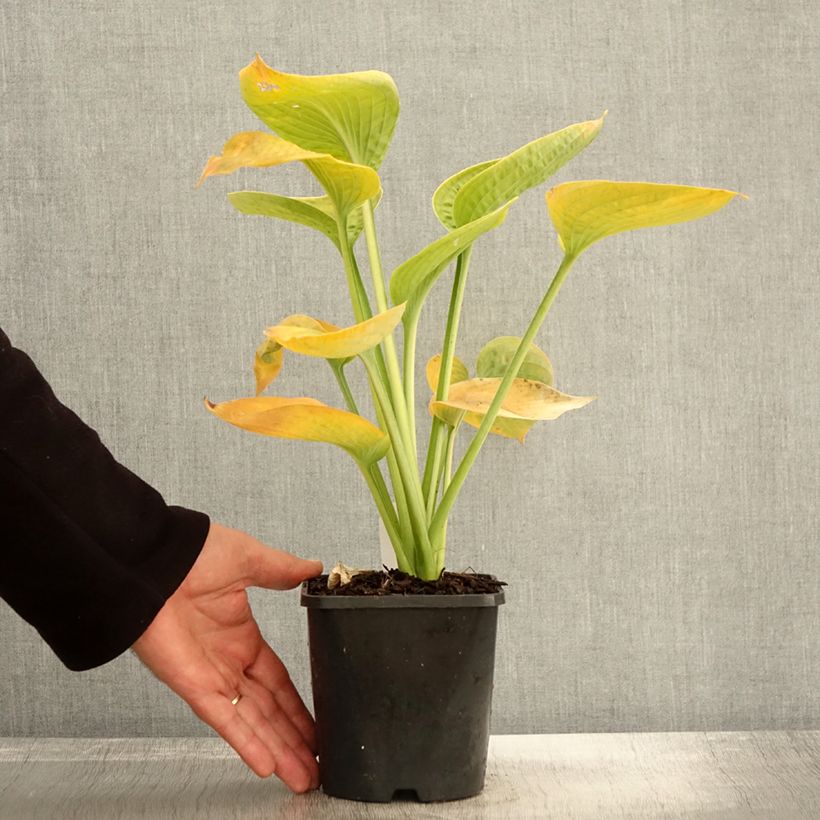 Hosta sieboldiana var. elegans Pot de 1.5L/2L sample as delivered in autumn