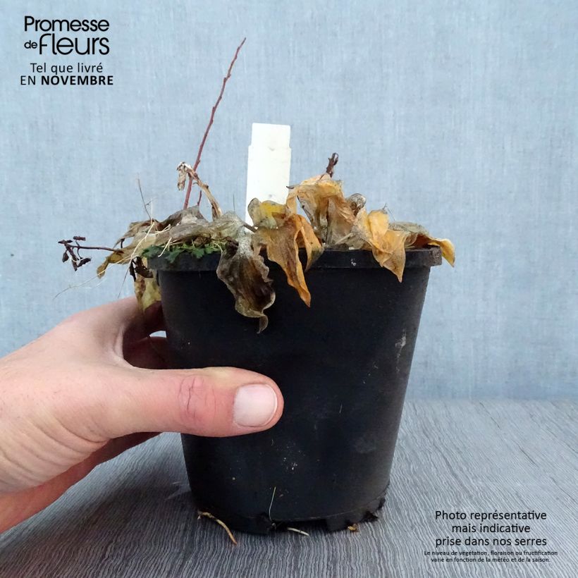 Hosta Smiling Mouse Pot de 1,5L/2L sample as delivered in autumn