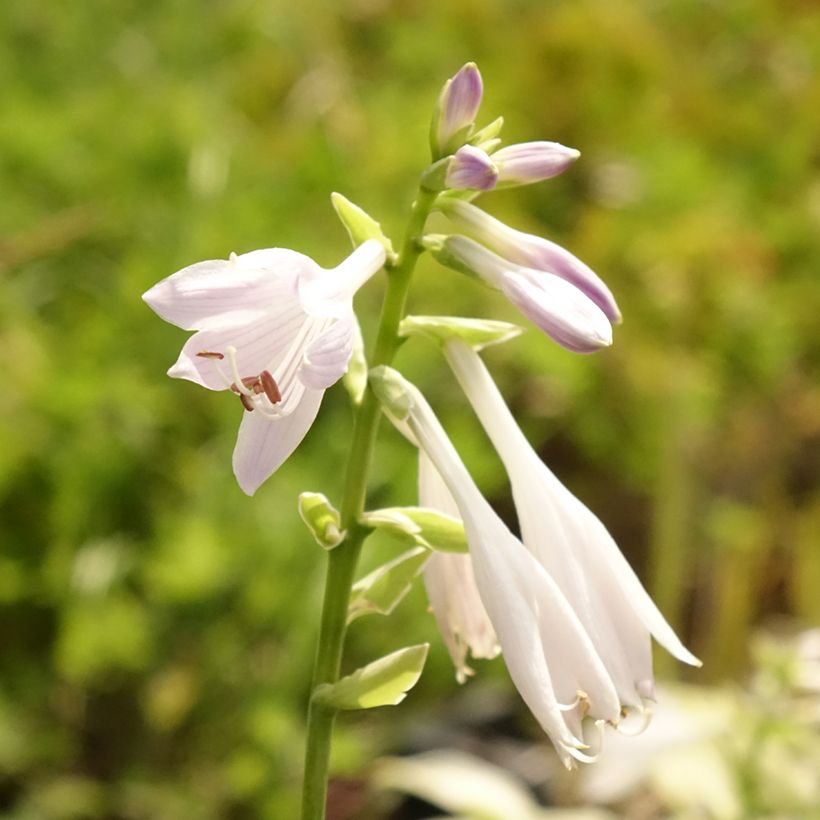 Hosta So Sweet (Flowering)