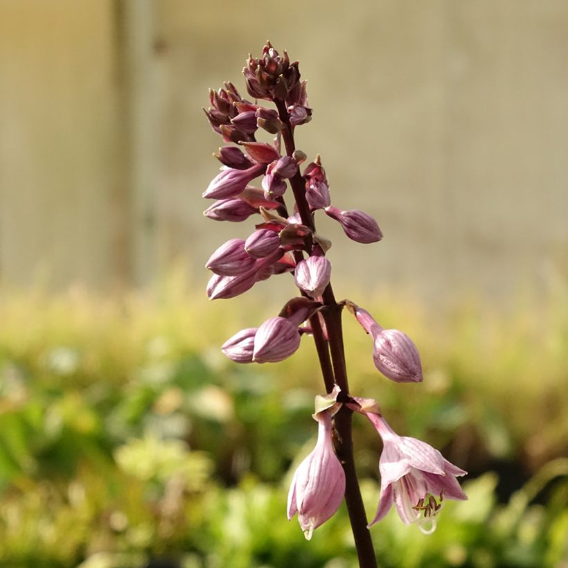 Hosta Sorbet (Flowering)