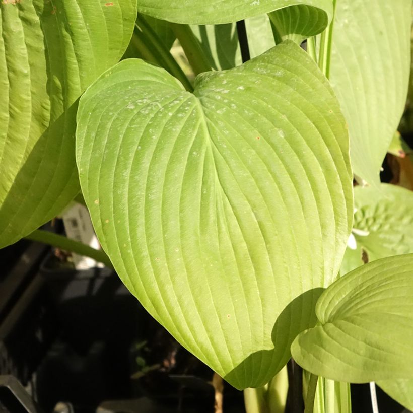 Hosta T Rex (Foliage)