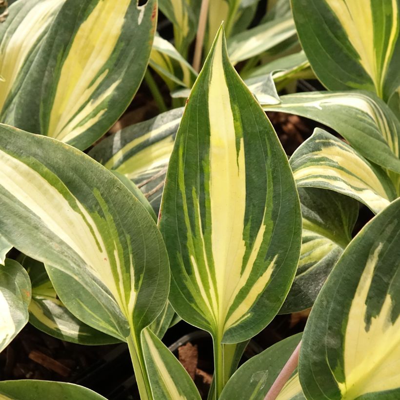 Hosta x tardiana Timeless Beauty (Foliage)