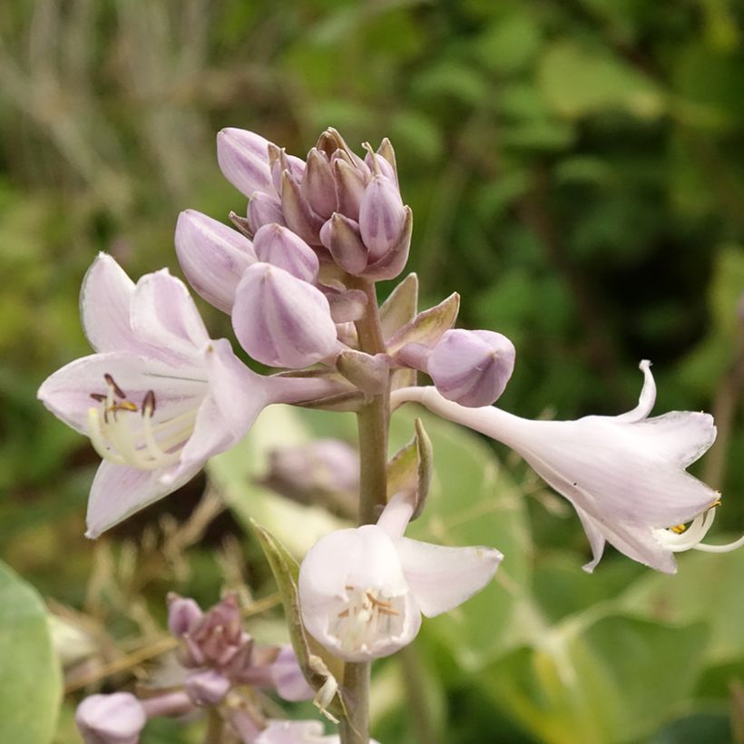 Hosta Touch Of Class (Foliage)