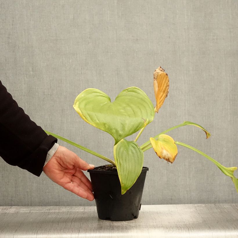 Hosta UFO - Pot de 1,5L/2L sample as delivered in autumn