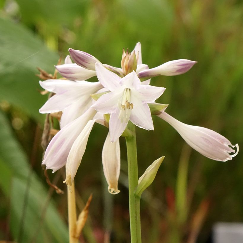 Hosta Victor (Flowering)