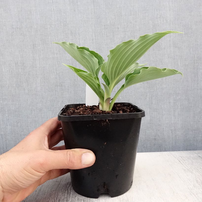 Hosta  Waterslide 1.5L/2L pot sample as delivered in spring