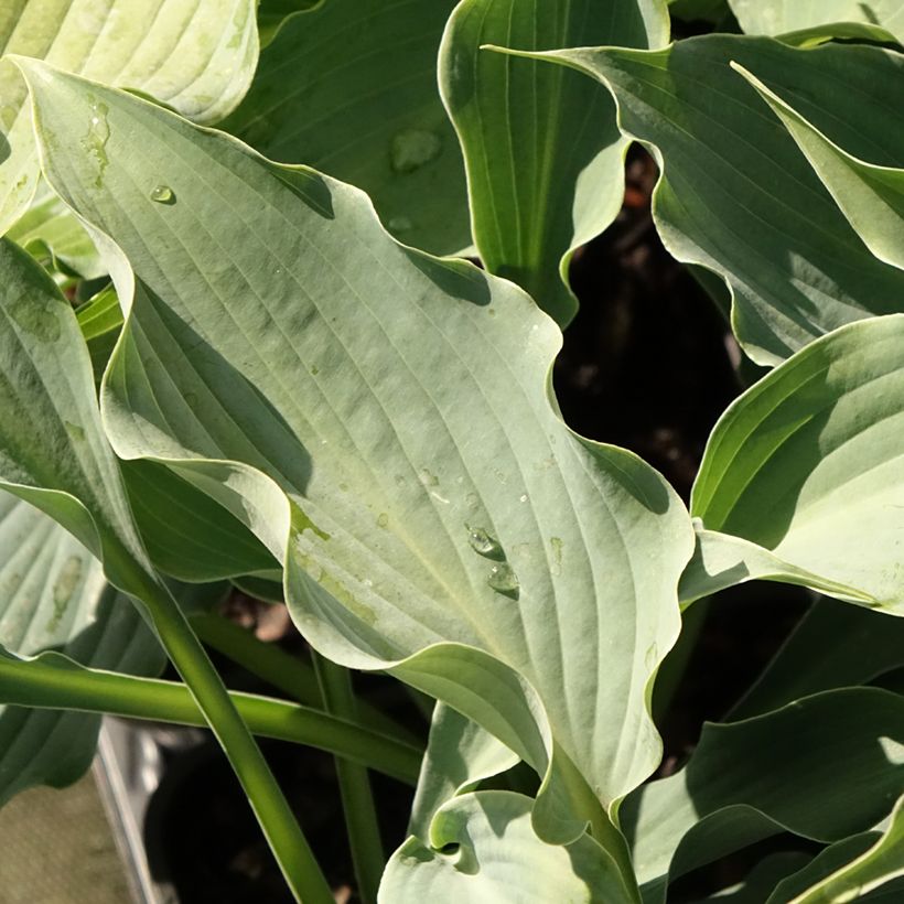 Hosta  Waterslide (Foliage)