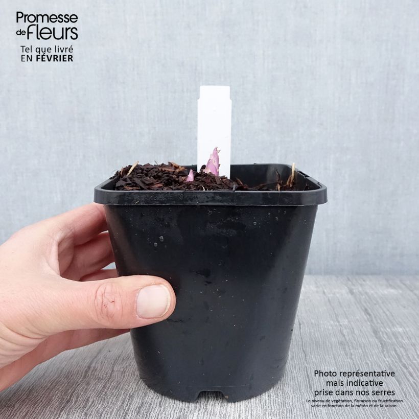 Hosta White Feather Pot de 1,5L/2L sample as delivered in winter