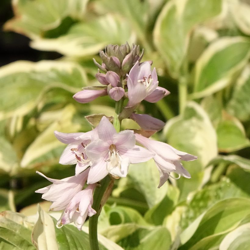 Hosta Wide Brim (Flowering)