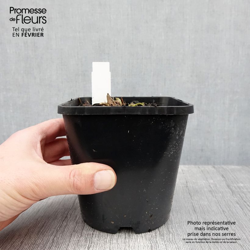 Hosta Wu-La-La Pot de 1,5L/2L sample as delivered in winter