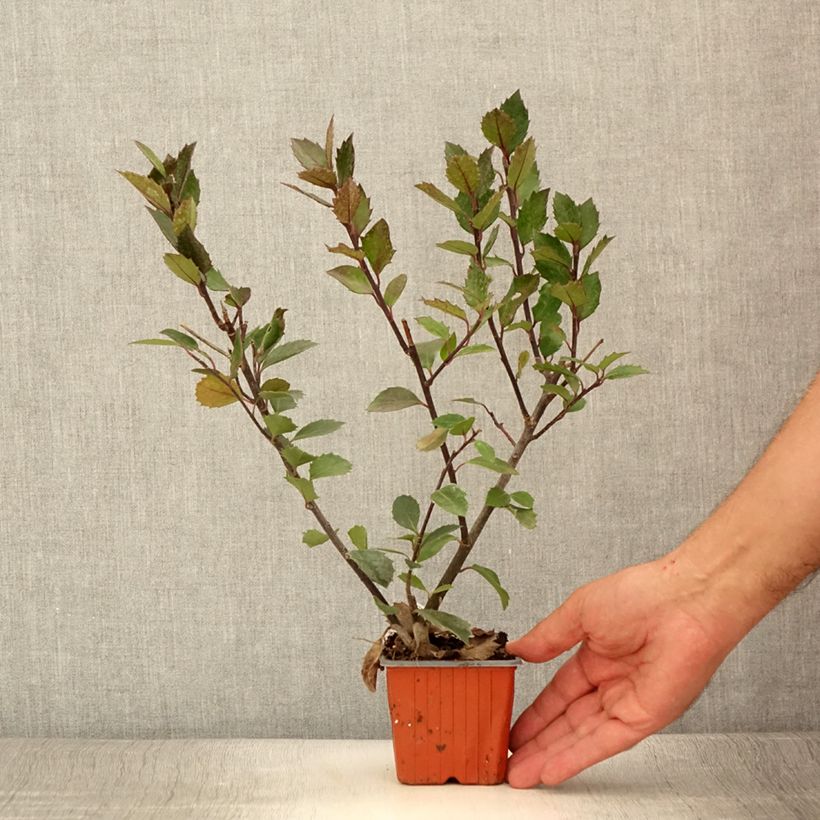 Houx américain - Ilex meserveae Heckenblau - Godet de 8/9 cm sample as delivered in summer