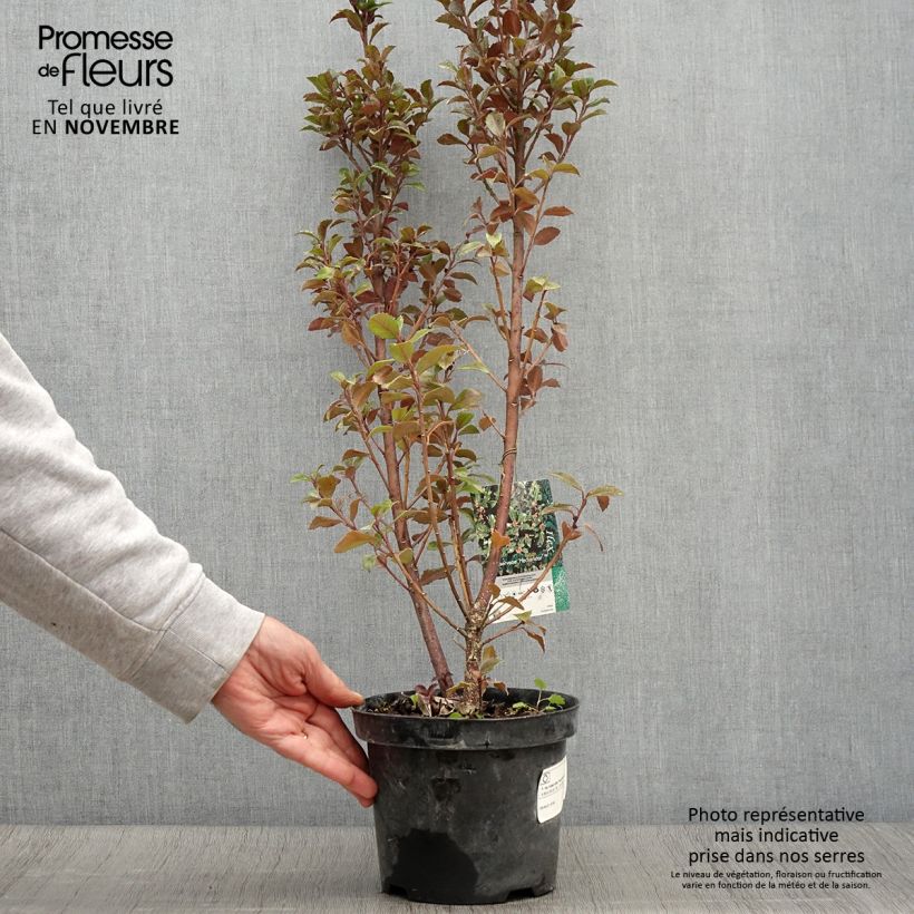 Houx américain - Ilex meserveae Heckenstar Pot de 2L/3L sample as delivered in autumn