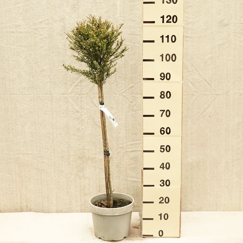 Ilex crenata Kinme 7.5L/10L potShipped height around 50/+cm sample as delivered in spring