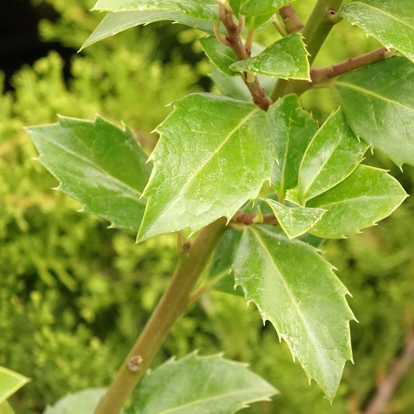 Ilex x meserveae Heckenfee - Blue Holly (Foliage)