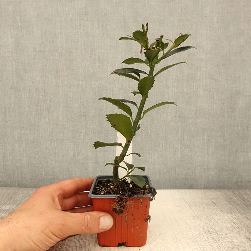 Ilex x meserveae Heckenpracht - Blue Holly 8/9 cm pot sample as delivered in spring