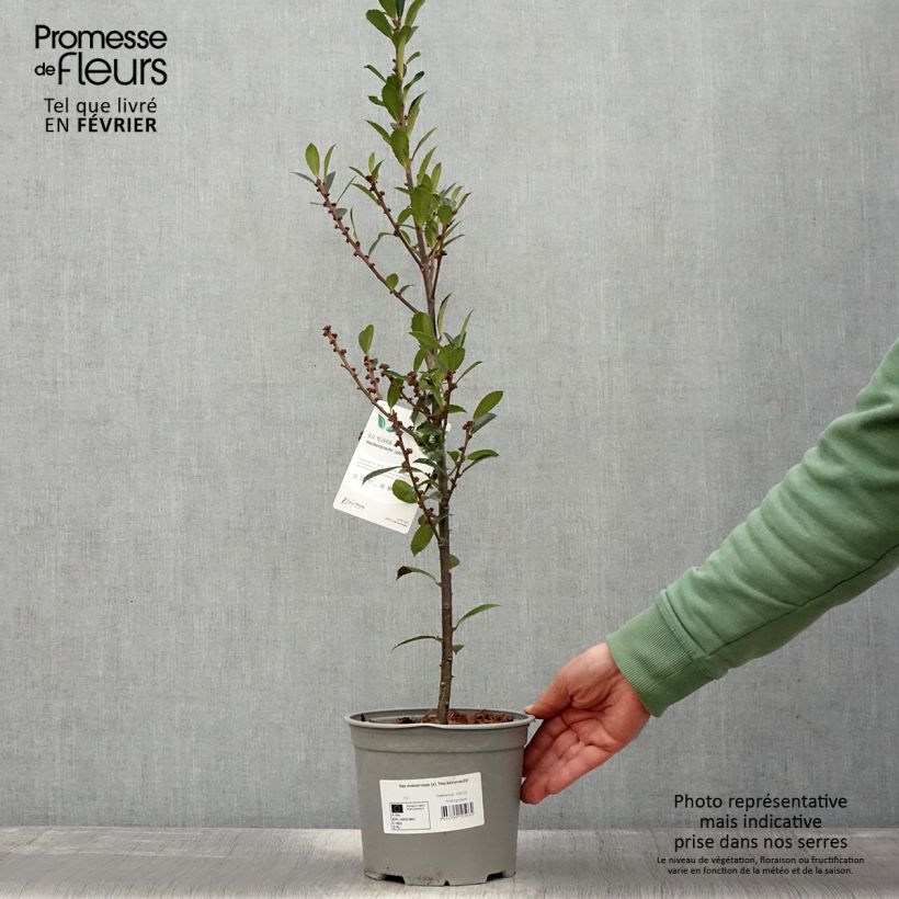 Houx - Ilex x meserveae Heckenpracht Pot de 2L/3L sample as delivered in winter