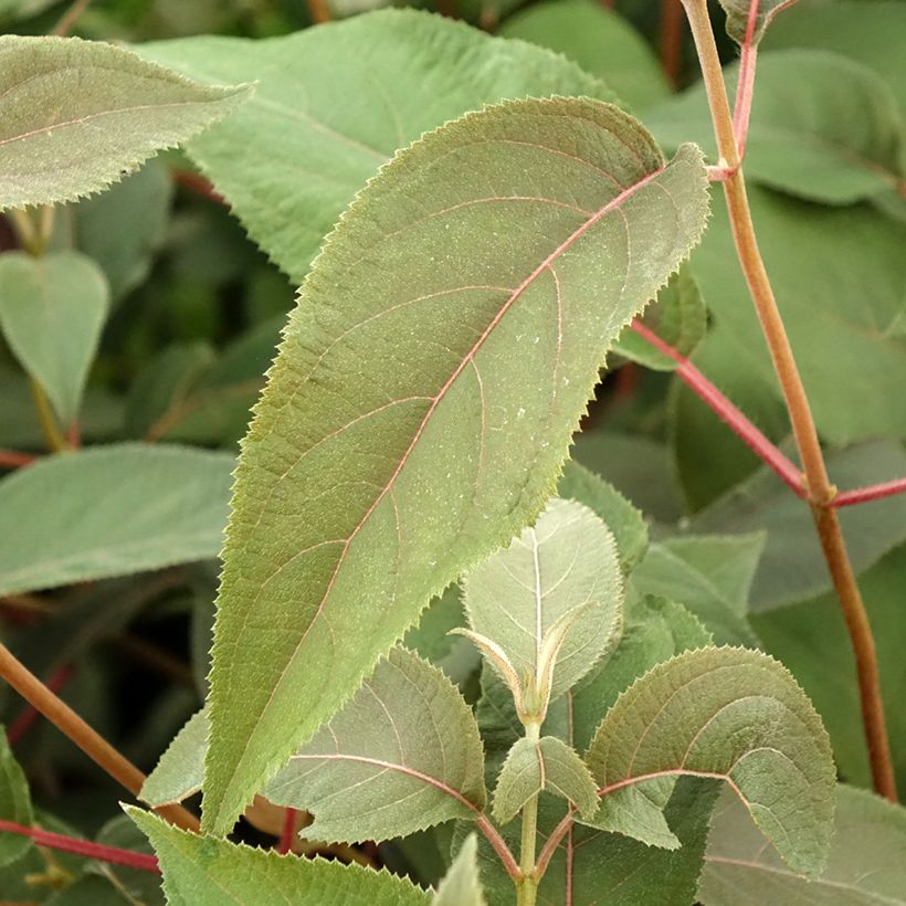 Hydrangea aspera Hot Chocolate (Foliage)