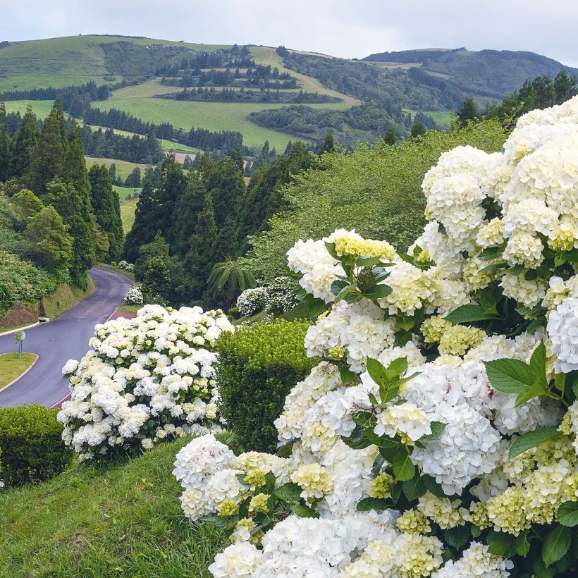 Hydrangea macrophylla Immaculata (Plant habit)