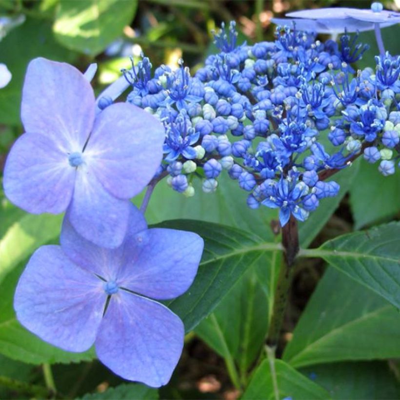 Hydrangea macrophylla Mariesii Perfecta (Flowering)