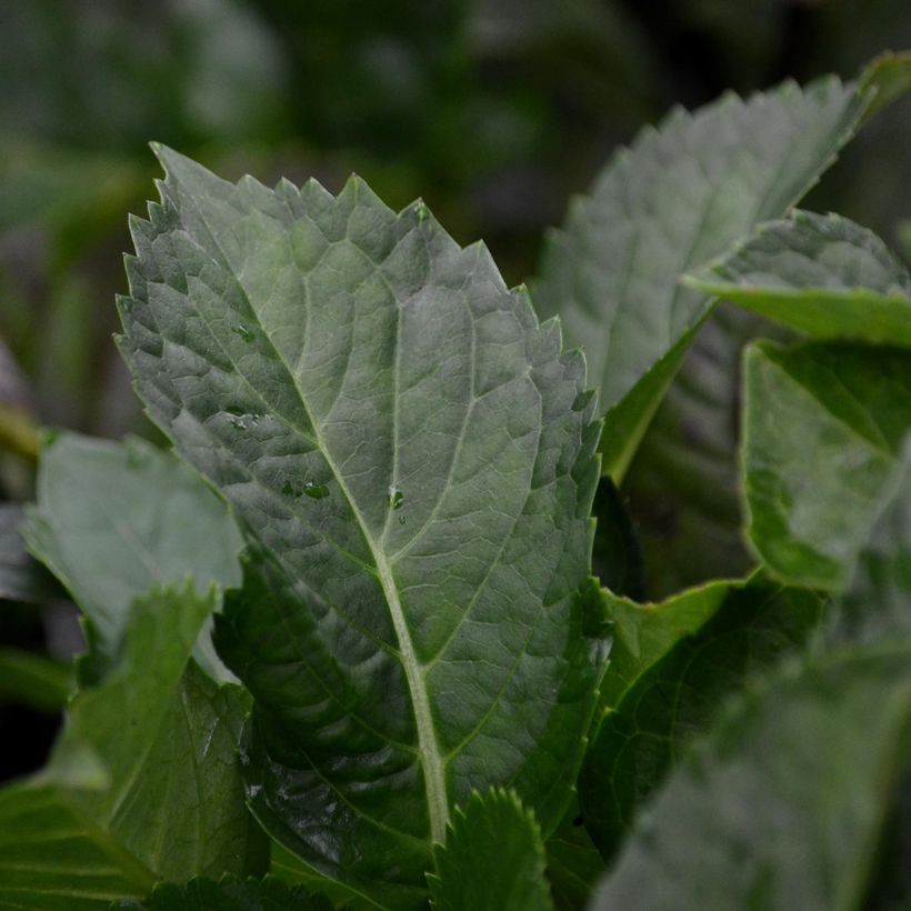 Hydrangea macrophylla You and Me Romance (Foliage)