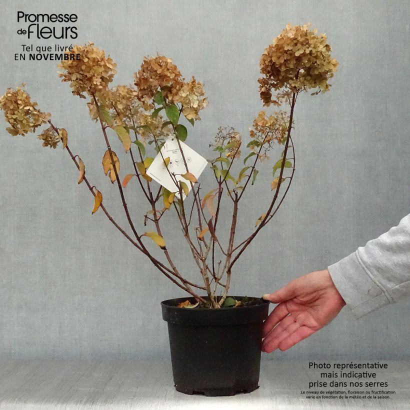 Hydrangea paniculata Bobo en pot de 3,5L sample as delivered in autumn