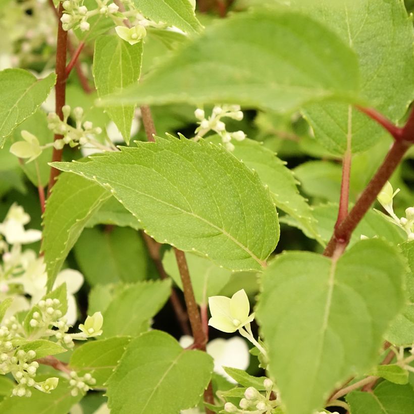 Hydrangea paniculata Dentelle De Gorron (Foliage)