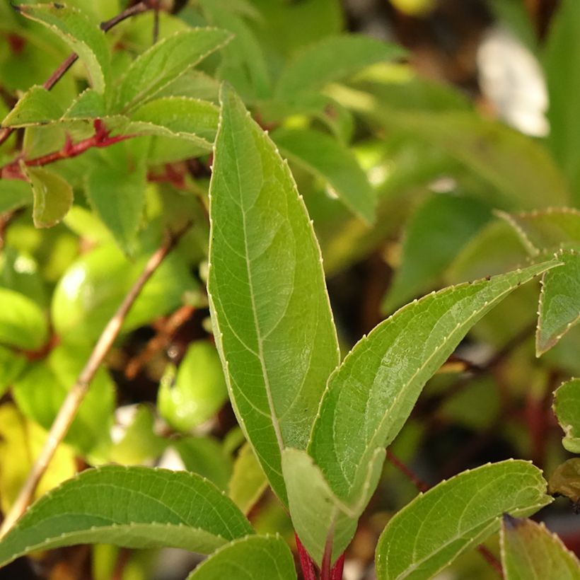 Hydrangea paniculata Dharuma (Foliage)