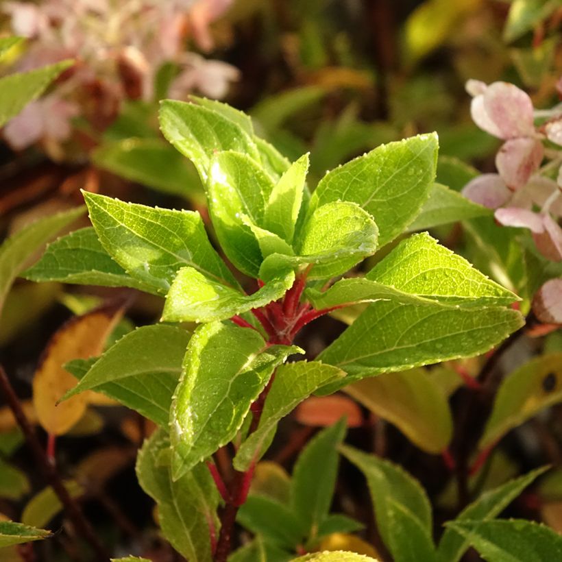 Hydrangea paniculata Graffiti (Foliage)