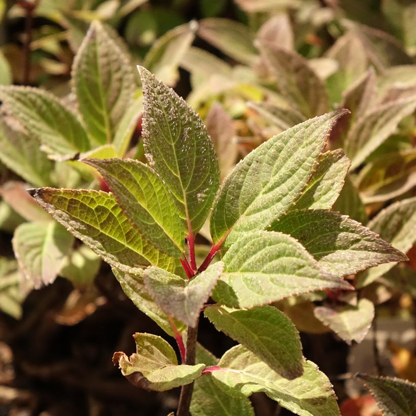 Hydrangea paniculata Polestar (Foliage)