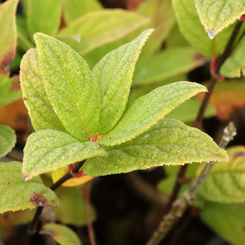 Hydrangea paniculata Tickled Pink (Foliage)