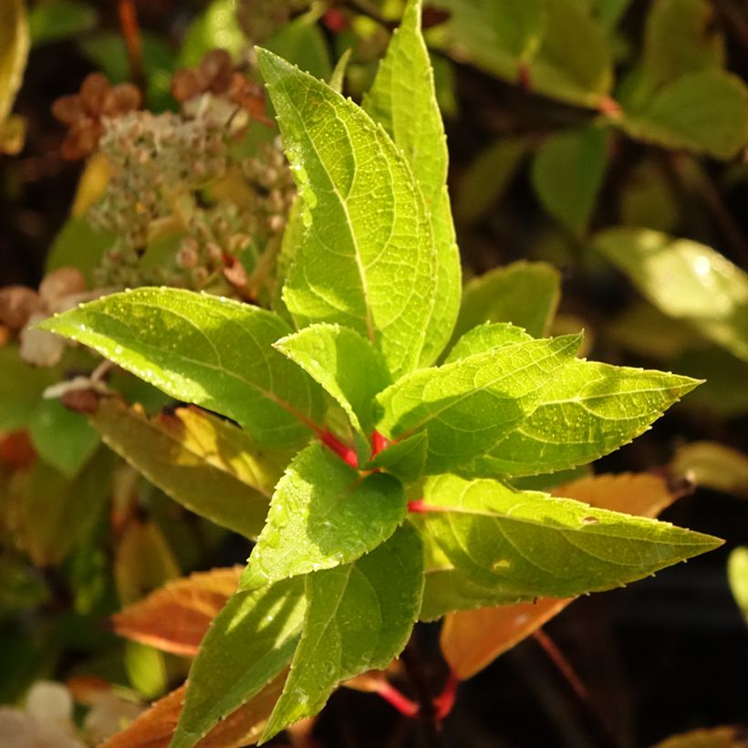 Hydrangea paniculata Unique (Foliage)