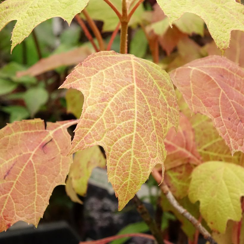 Hydrangea quercifolia Amethyst (Foliage)