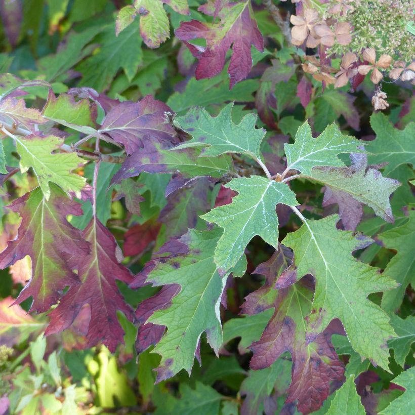 Hydrangea quercifolia Ice Crystal (Plant habit)