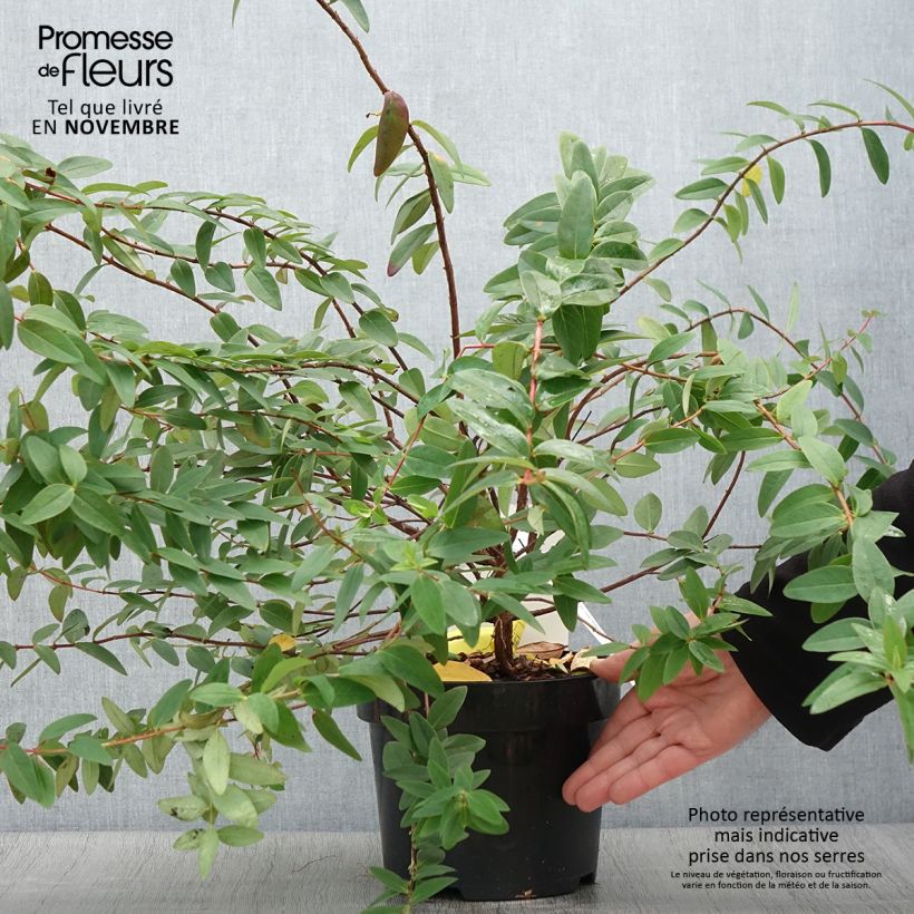 Hypericum dummeri Peter Dummer - Millepertuis  Pot de 3L/4L sample as delivered in autumn