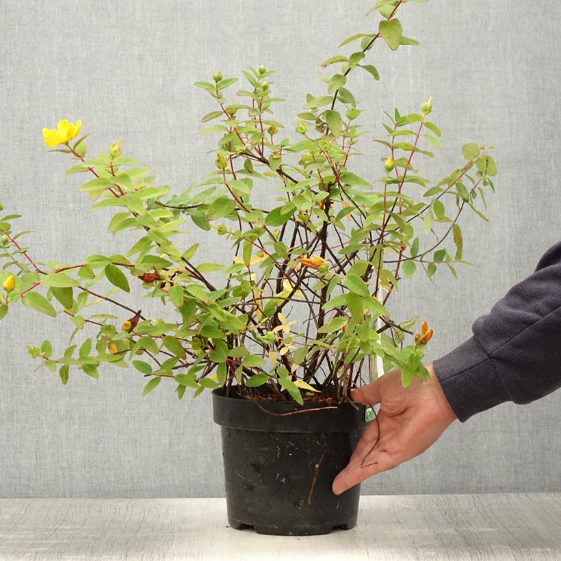 Hypericum dummeri Peter Dummer - Millepertuis  Pot de 3L/4L sample as delivered in summer