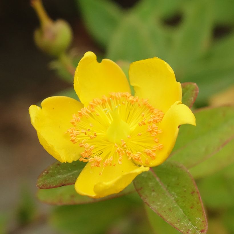 Hypericum x dummeri Peter Dummer - St. John's wort (Flowering)