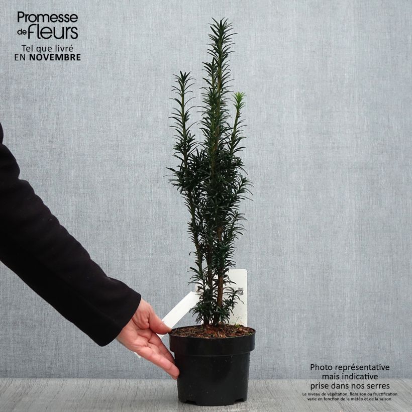 If commun - Taxus baccata Black Tower en pot de 2l/3l sample as delivered in autumn