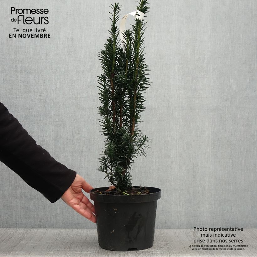 If commun - Taxus baccata Black Tower en pot de 4l/5l sample as delivered in autumn